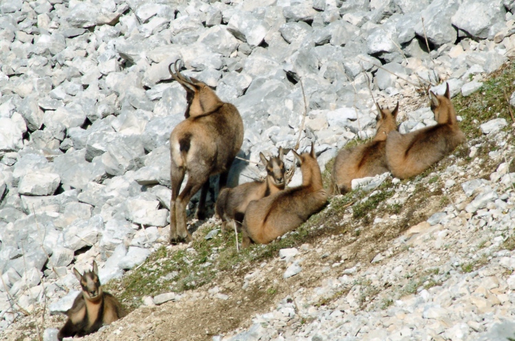 Camoscio d''Abruzzo Rupicapra pyrenaica ornata